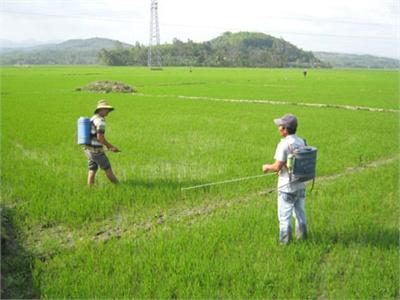 Phun Thuốc Đặc Trị Ngăn Chặn Bệnh Đạo Ôn Hại Lúa