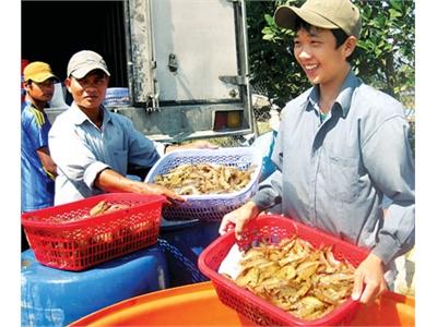 Bùng Nổ Nuôi Tôm Thẻ Chân Trắng Ở Đồng Bằng Sông Cửu Long