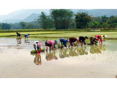 Không Cấy Khi Nhiệt Độ Dưới 15 Độ C