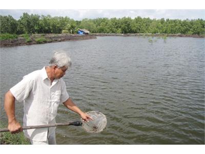 Giá Tôm Tăng 70-80 Ngàn Đồng/kg