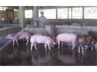 Chư Jút, Nông Dân Chú Trọng Phòng Bệnh Cho Vật Nuôi