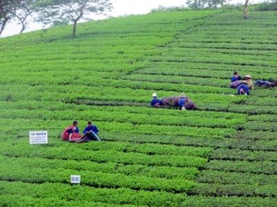 Nghiên Cứu, Phát Triển Các Giống Chè Xanh, Chè Ô-Long Chất Lượng Cao