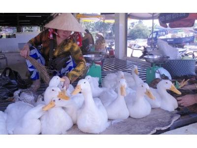 Xảy Ra Trường Hợp Tử Vong Do Nhiễm Cúm A/H5N1 Tại Đồng Tháp
