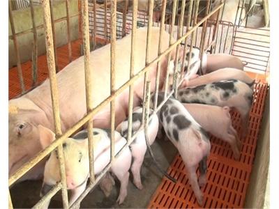 Tăng Cường Kiểm Soát Dịch Bệnh Trong Việc Tái Đàn Heo Sau Tết