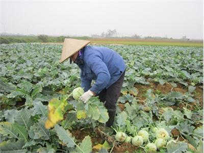 Giá Rau Xanh Giảm Mạnh, Nông Dân Thua Lỗ