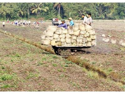 Đầu Xuân Trúng Mùa Khoai Lang Tím