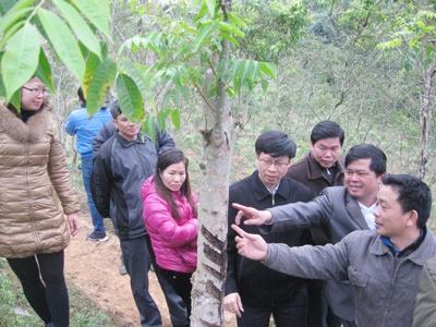 Cây Sơn Ở Đồng Lạc Vẫn Cho Thu Nhập Cao