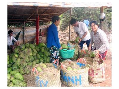 Giá Mãng Cầu Xiêm Tăng Cao, Nông Dân Phấn Khởi