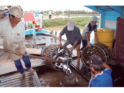 Ngành Cá Tra Việt Nam Ứng Phó Với Farm Bill Của Mỹ