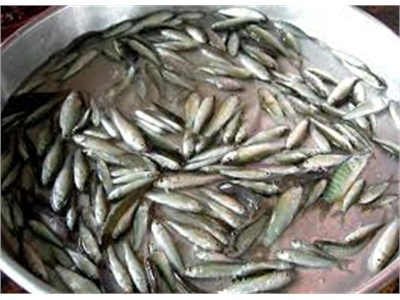 Kỹ Thuật Nuôi Cá Linh