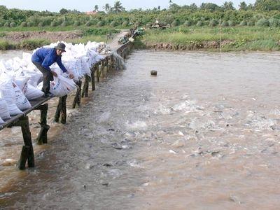 Hiệu Quả Cao Từ Mô Hình Nuôi Cá Tra Bằng Phế Phẩm Cá Biển