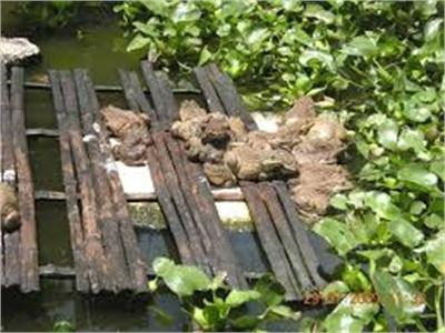 Cách Phòng Và Trị Bệnh Đối Với Mô Hình Nuôi Ếch Thái