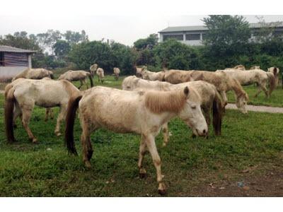 Chuyện Làm Giàu Từ Nuôi Ngựa Bạch