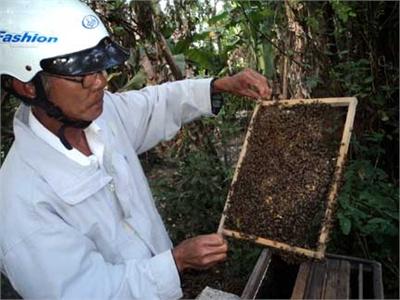 Mê Và Yêu Ong, Ong Cho Mật Ngọt