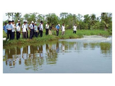 Nuôi Tôm Quảng Canh Cải Tiến Dễ Mà Khó