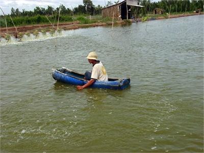 Không Nên Vội Bỏ Tôm Sú