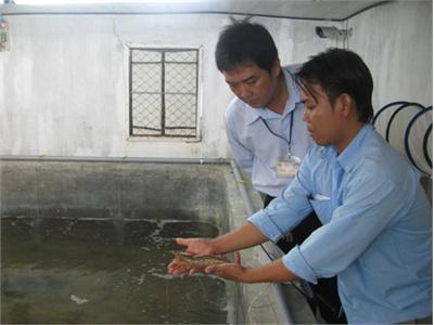 Quản Lý Tôm Giống Sẽ Truy Xuất Nước Xuất Khẩu