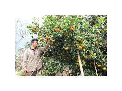 Người Trồng Quýt Ngọt Trên Đất Cằn Nam Sơn (Hòa Bình)