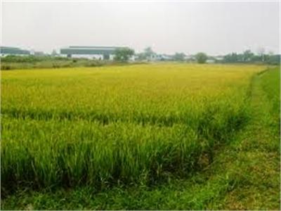 Nông Dân Ào Ạt Phá Bỏ Ruộng Mía Ở Đồng Bằng Sông Cửu Long