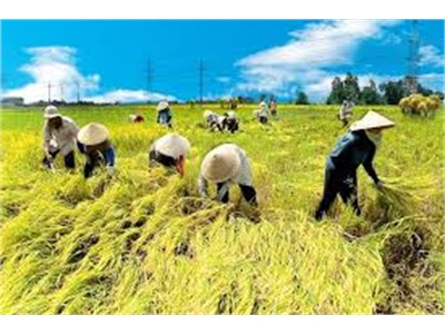 Triển Khai Nhân Rộng Các Mô Hình Sản Xuất Nông Nghiệp Hiệu Quả