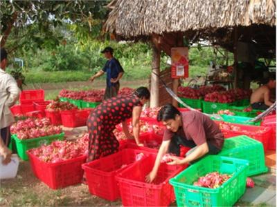 Thanh Long Ruột Đỏ Hơn 60 Ngàn Đồng/kg