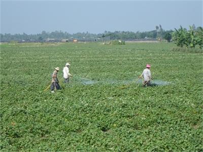 Người Trung Quốc Thu Mua Lá Khoai Lang