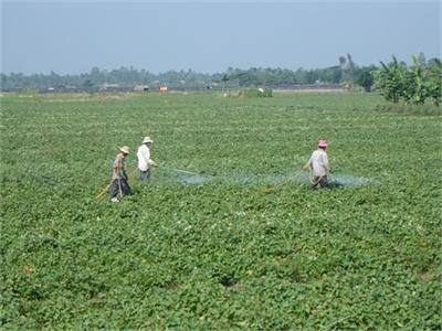 Người Trung Quốc Thu Mua Lá Khoai Lang