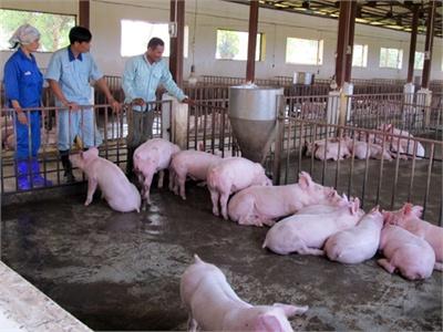 Thức Ăn Chăn Nuôi Thách Thức Cho Người Sản Xuất