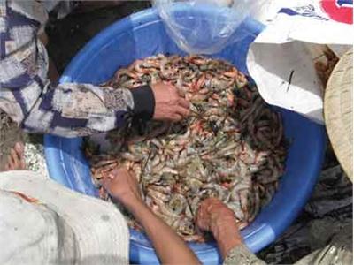 Tôm Thẻ Chân Trắng Thả Nuôi Chết Hàng Loạt