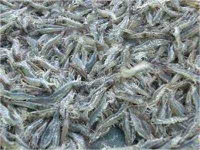 Bạc Liêu Tăng Cường Quản Lý Tôm Nguyên Liệu