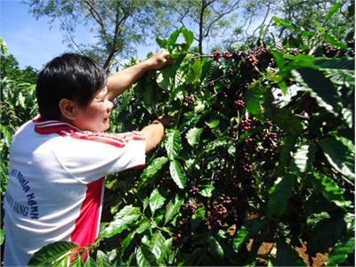Những Nông Dân Dân Tộc Thiểu Số Năng Động Làm Giàu