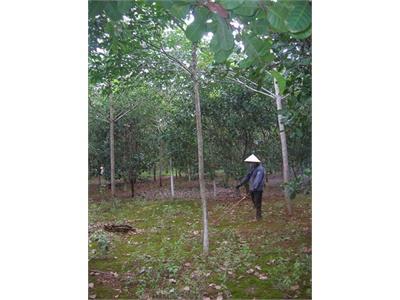 Phòng Trừ Bệnh Hại Trên Cây Cao Su