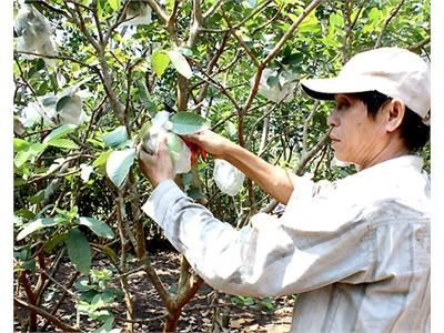 Ổi Được Mùa, Được Giá