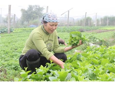 Lợi Ích Kép Từ Trồng Rau Hữu Cơ