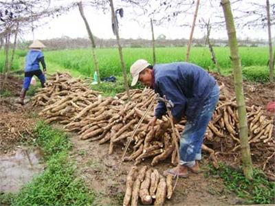 Cách Làm Ăn Từ Rồng Sắn Dây