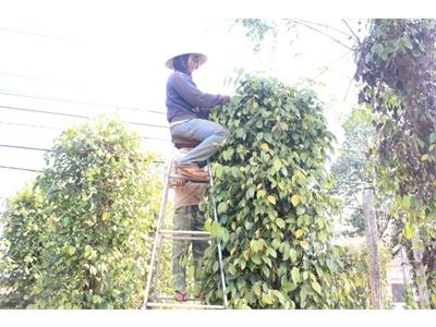 Nông Dân Cay Mắt Vì Chạy Đua Trồng Tiêu Diện Tích Tiêu Tăng Khó Kiểm Soát