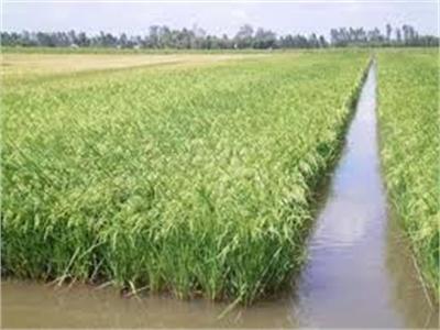Vùng Tôm Lúa Thiếu Nước Ở Bạc Liêu