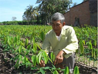Ươm Cao Su Giống, Thu Tiền Tỷ