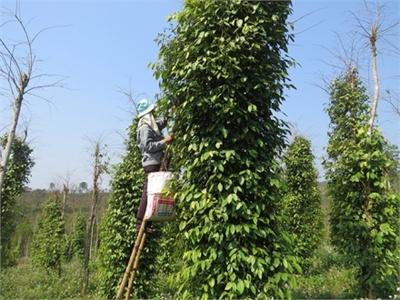 Khôi Phục Vườn Tiêu Ở Tân Liên (Quảng Trị)