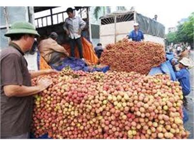 Đồng Bằng Sông Cửu Long Gia Tăng Sản Lượng Xuất Khẩu Rau Quả