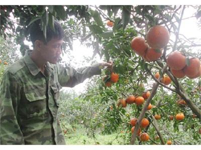 Lên Đời Nhờ Cam Bù