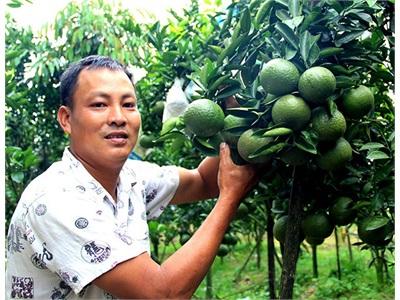 Người Chinh Phục Cây Cam Miền Tây Trên Đất Đại Lào (Lâm Đồng)
