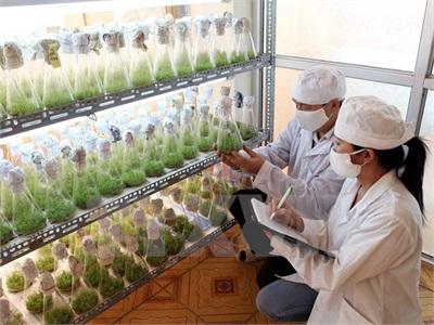 Sẽ Thương Mại Hóa Cây Trồng Biến Đổi Gen Vào Cuối Năm 2015