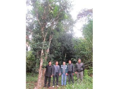 Bay Xa Hương Chè Shan Tuyết