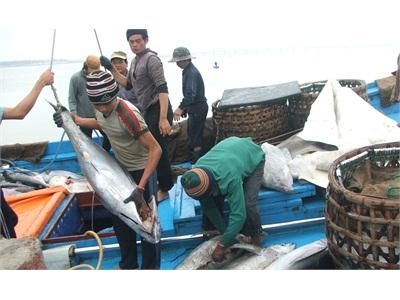 Phú Yên Tái Cơ Cấu Ngành Thủy Sản Huy Động Nhiều Nguồn Lực, Tập Trung Nâng Cao Giá Trị Sản Phẩm