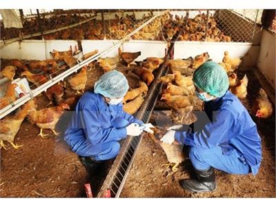 Nguy Cơ Xuất Hiện Cúm Gia Cầm Trong Dịp Tết Nguyên Đán