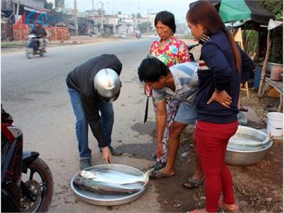 Mùa Đánh Bắt Cá Bông Lau