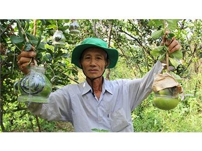 Đào Tiên Hồ Lô Ra Thị Trường Tết