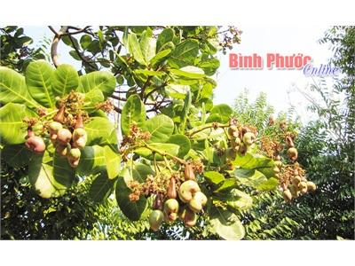 Bình Phước Lạnh Kéo Dài Và Sương Mù Ảnh Hưởng Điều Ra Bông, Đậu Trái