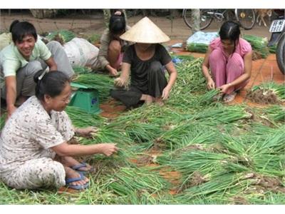 Giá Các Loại Hoa Màu Giảm Mạnh Sau Tết Nguyến Đán